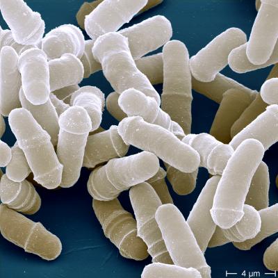 <I>Schizosaccharomyces pombe</I>