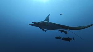 Tagged manta ray