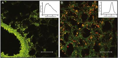 Quantum Dots Increase Drug Uptake