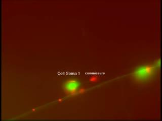 Organelle Movement (1 of 2)