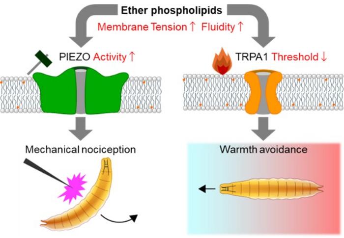 ether phospholipids enhance the sensitivity of touch sensor PIEZO and warmth sensor TRPA1 by altering physical properties of the cell membranes.