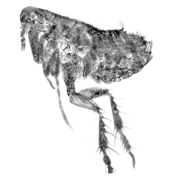 <em>Atopopsyllus cionus</em>