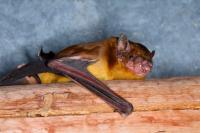 Yellow House Bat on the Eaves of a House