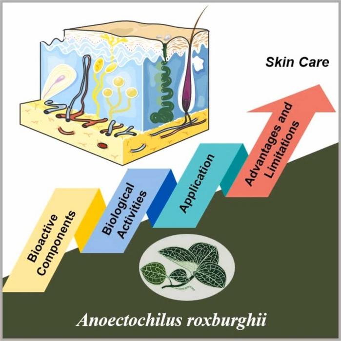 Graphical Abstract