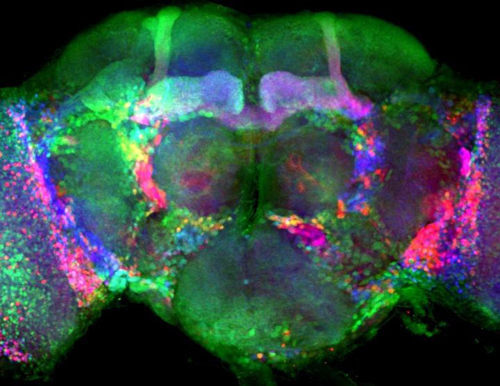 Fruit Fly Brain