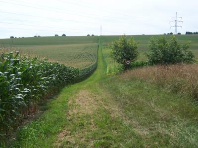 Maize Field