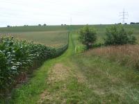 Maize Field