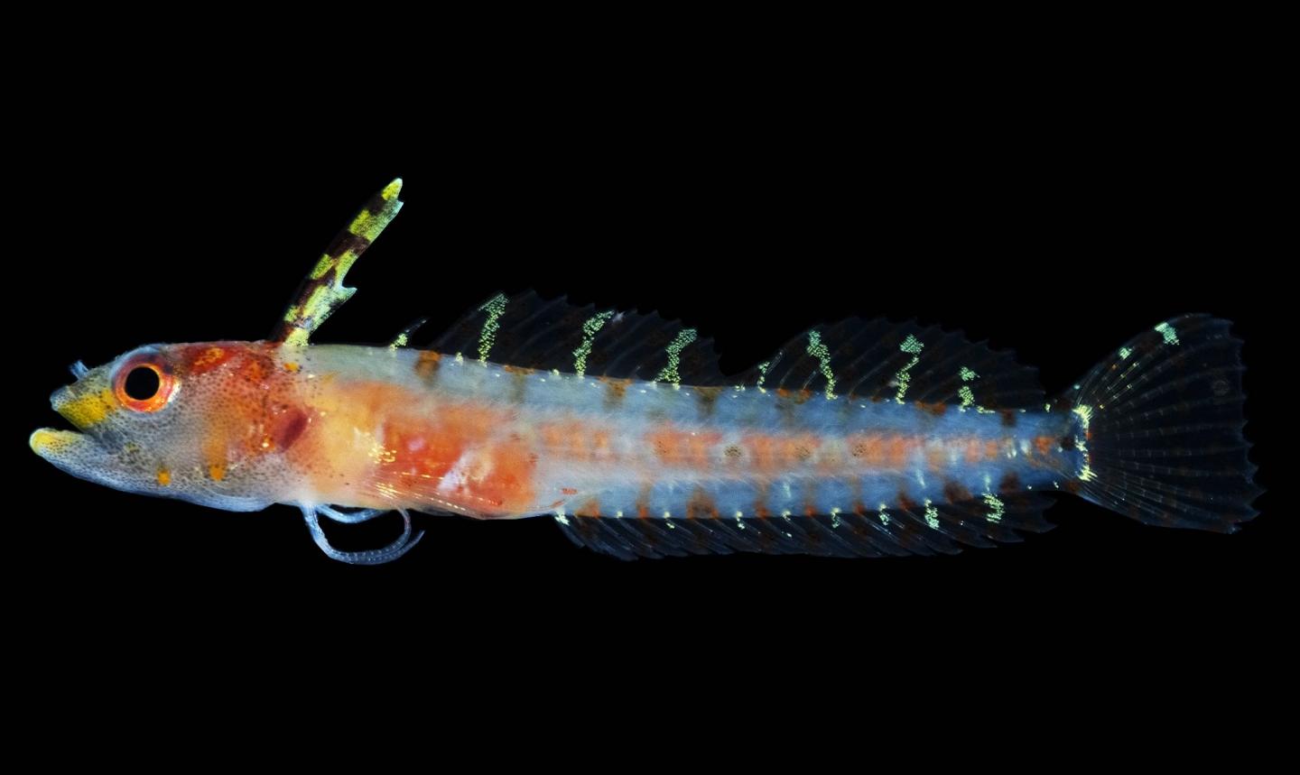 Haptoclinus dropi