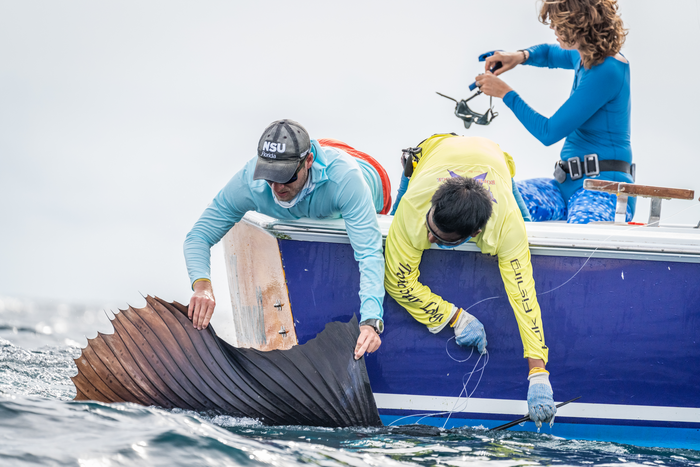 Ryan Logan, NSU, Tagging Billfish