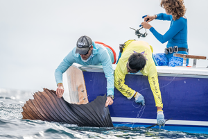 Ryan Logan, NSU, Tagging Billfish
