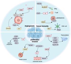 The roles of histone lactylation and non-histone lactylation in cancer