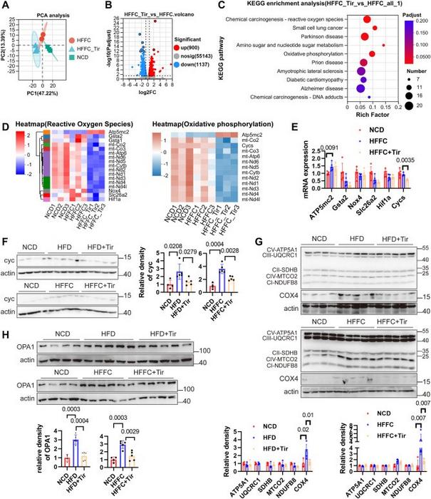 Oxidative phosphorylation was down-regulated after tirzepatide treatment.