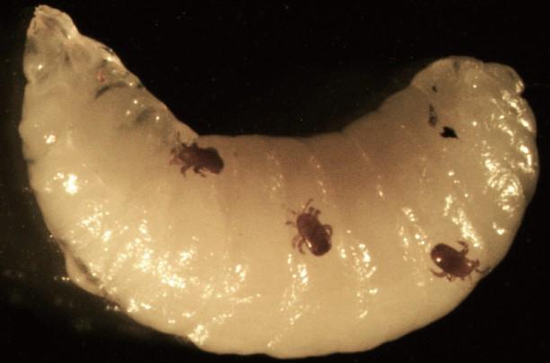 Parasites Infesting Honey Bee Larva