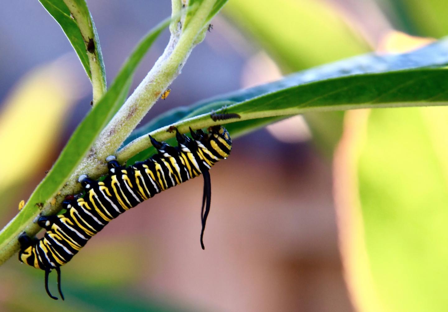 Monarch butterfly caterpillar