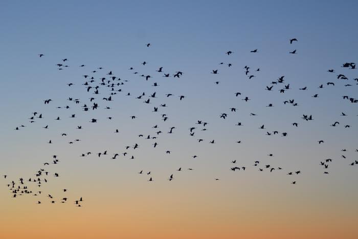 Crane count in the Camargue © A.S. Hervy – Tour du Valat