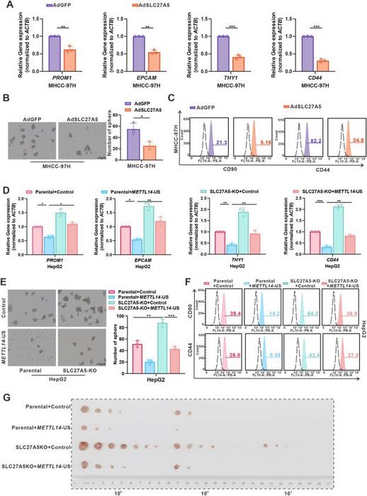 SLC27A5 inhibited HCC stemness by regulating METTL14-APA.