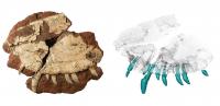 Fossil with CT Scan and Tooth Serrations