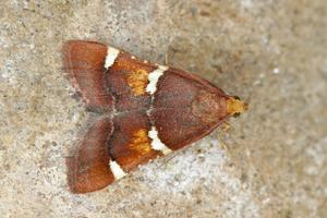 Pyralis regalis
