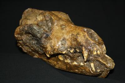 Domestication of Dogs May Explain Mammoth Kill Sites and Success of Early Modern Humans