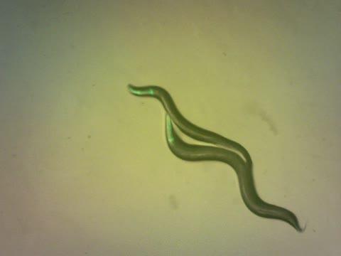 Two <i>C. briggsae</i> Mating