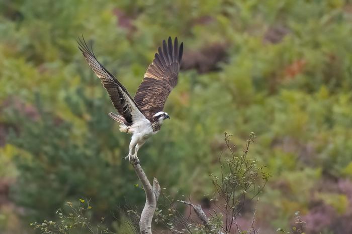 Osprey on tree