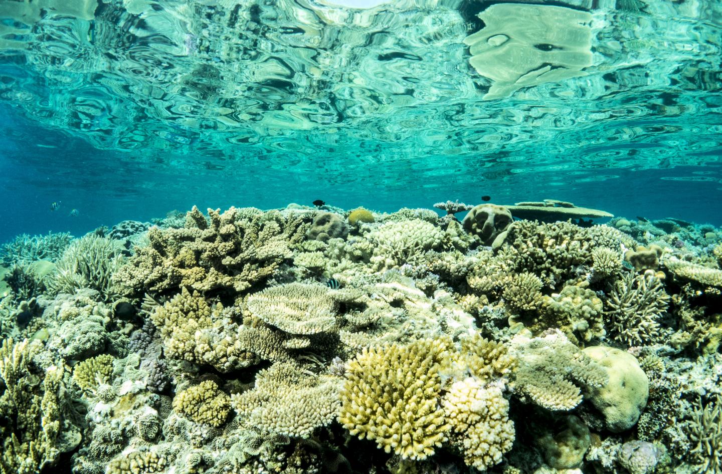 Resilience of Great Barrier Reef offers Opportunities for Regeneration