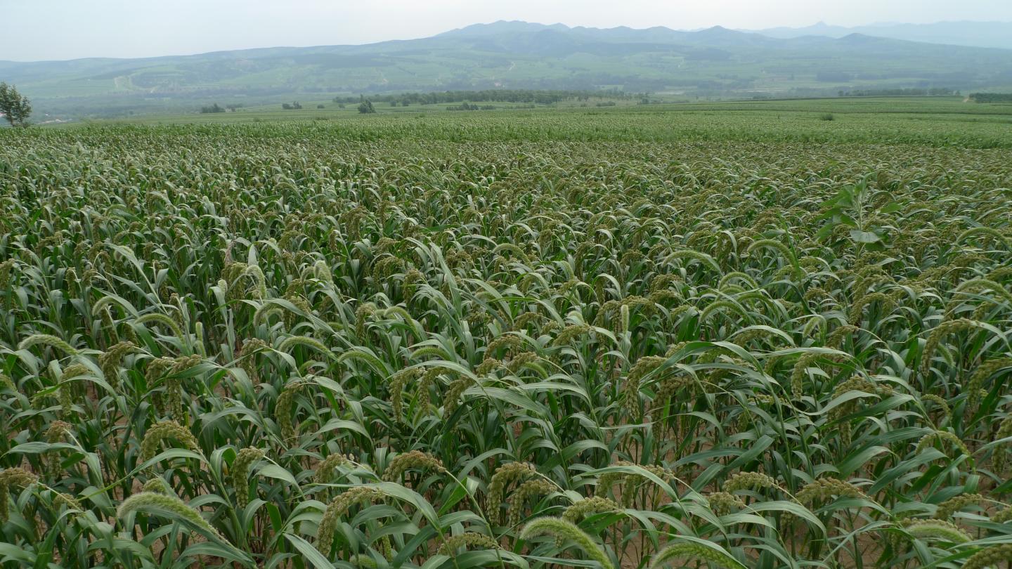 Foxtail Millet