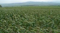 Foxtail Millet