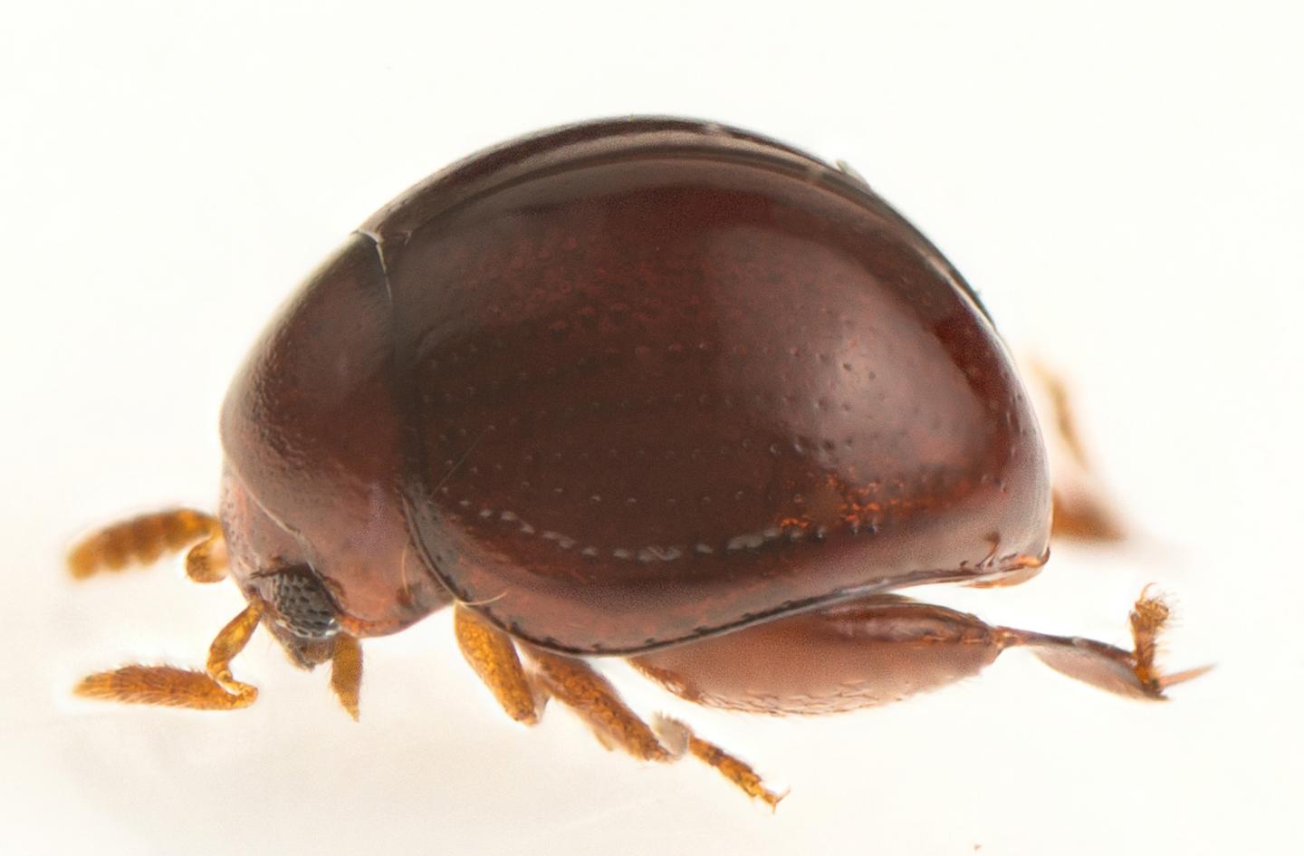 New Species <em>Clavicornaltica belalongensis</em>