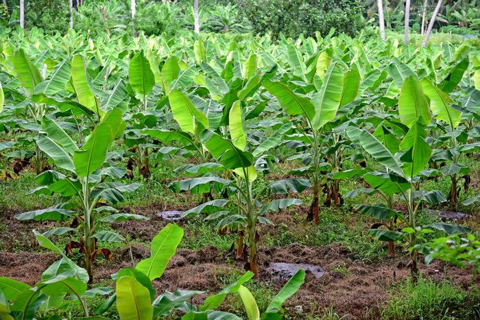 Healthy Banana Plantation (Musa spp.)