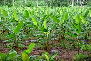 Healthy Banana Plantation (Musa spp.)