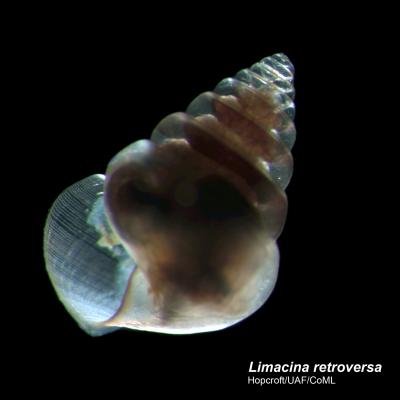 Pteropod Zooplankton Collected near Greenland