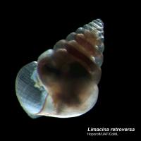 Pteropod Zooplankton Collected near Greenland