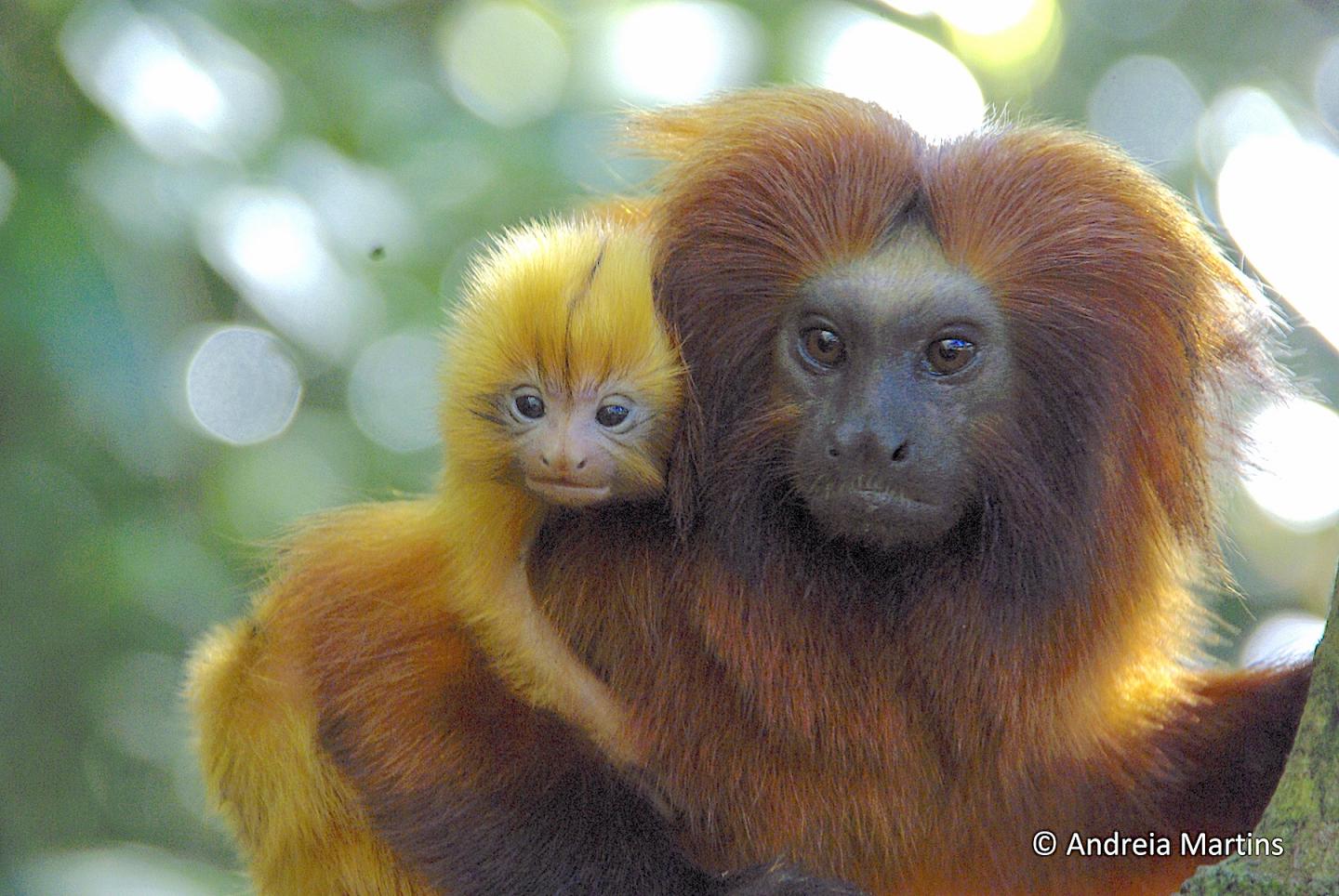 The Golden Lion Tamarin