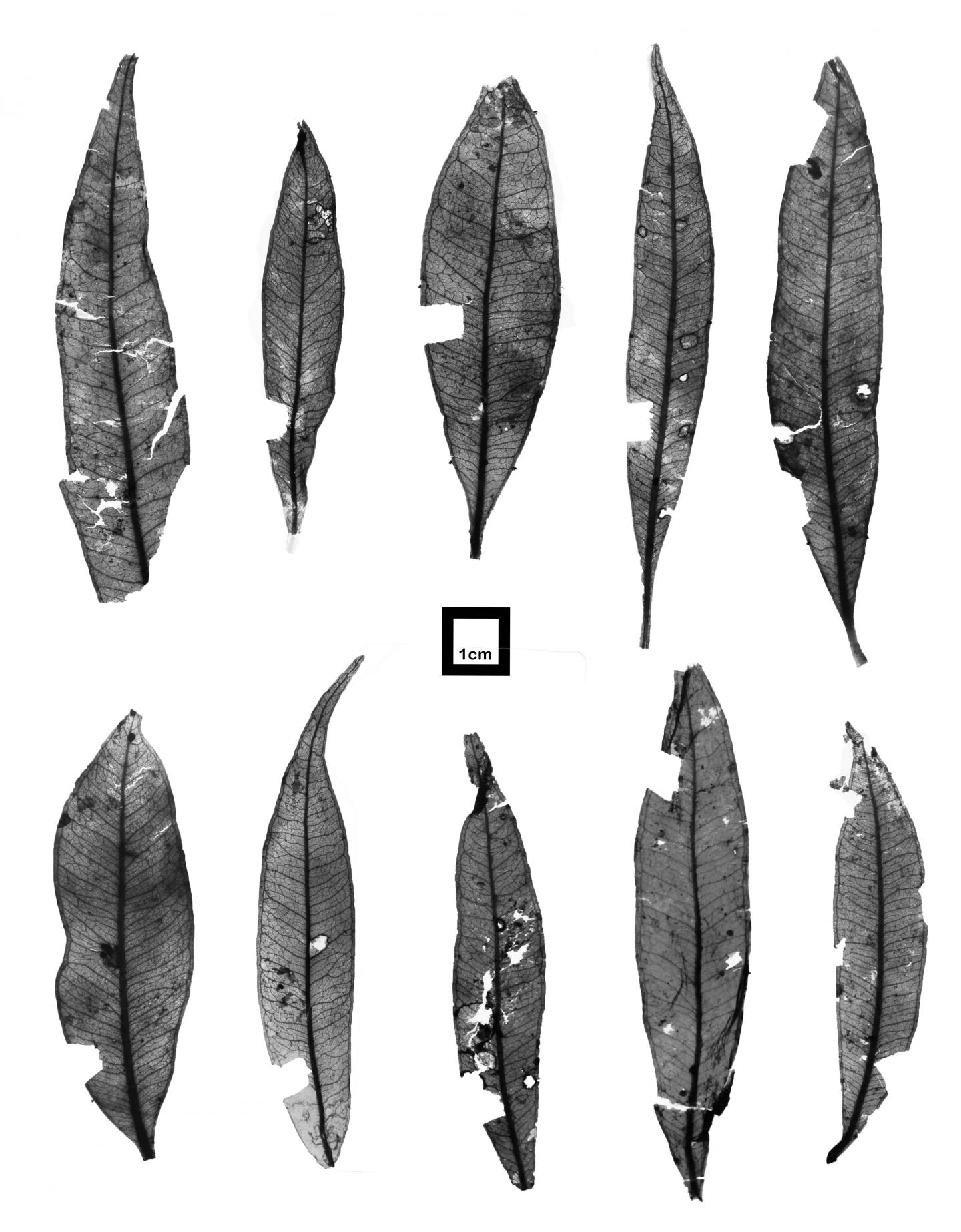 Lilly Pilly Fossils Reveal Snowless Snowy Mountains