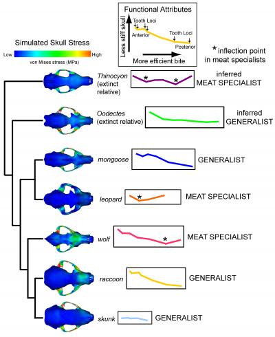 Shape-Function Plot