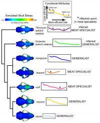 Shape-Function Plot
