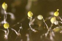 <I>Dictyostelium discoideum</I> Fruiting Bodies