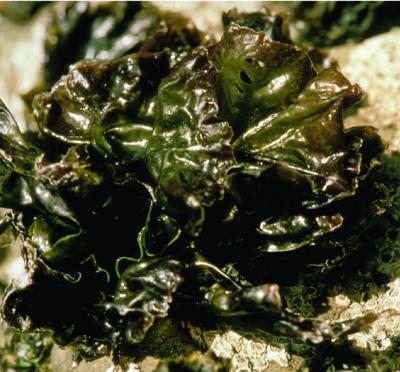 <i>Pyropia plicata</i> on Intertidal Rocks