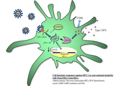 Cell Intrinsic Responses