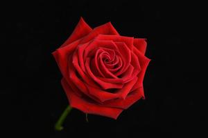 Rose Diagonal perspective