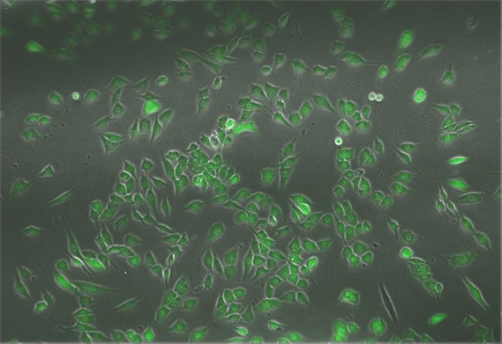 Cell Conversion