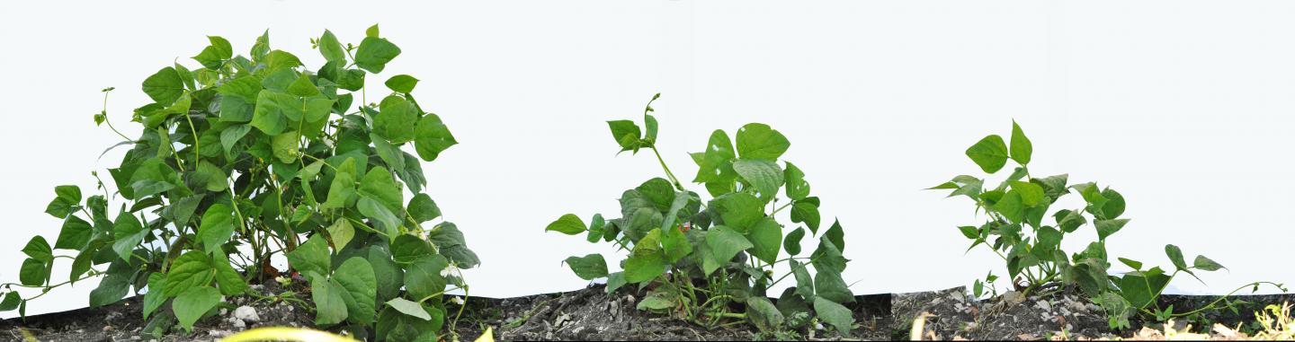 Effects of Biocontrols