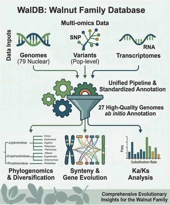 Collections for walnut family: scientists propose "evolution-guided" databases (WalDB) for walnut family (Juglandaceae)
