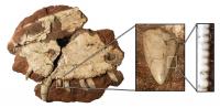 Fossil with Close-Up of Tooth and Serrations