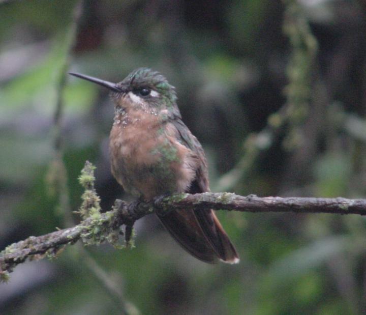 Female Brazilian Ruby