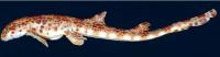 Walking Sharks Discovered in the Tropics (2 of 2)