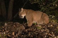 Puma with carcass