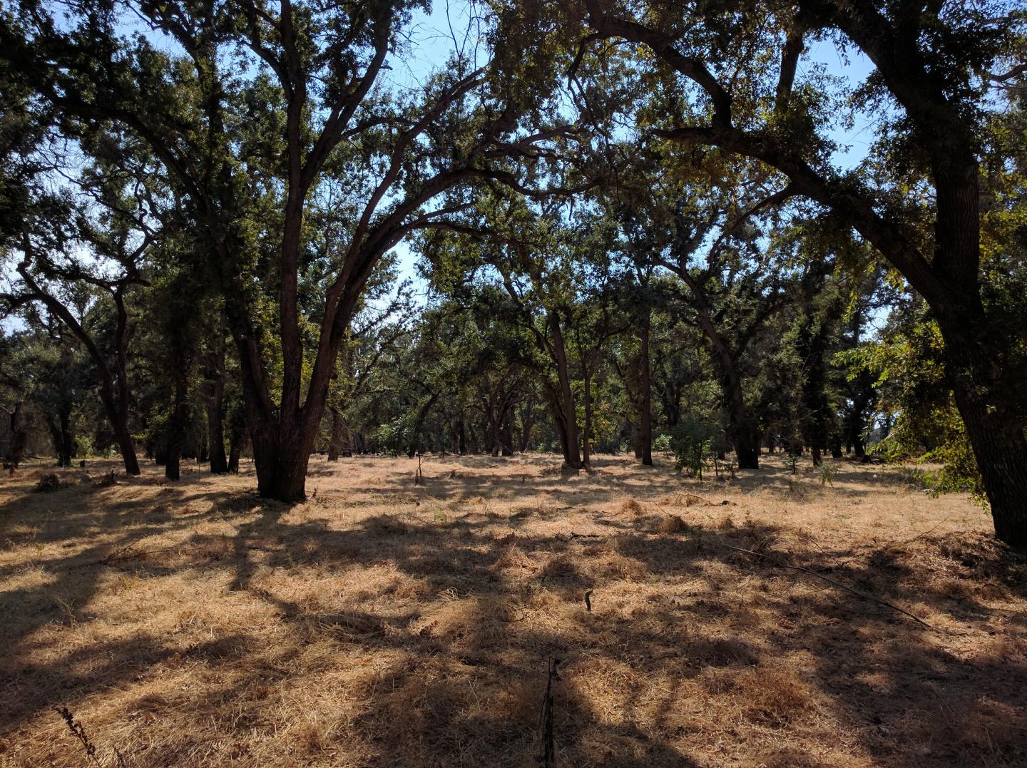 Riparian forest