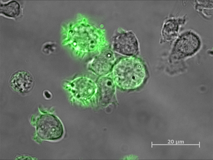 Natural killer cells steal membrane from cancer cells.